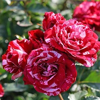 роза Арроу Фолиес роза Арроу Фолиес