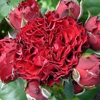 роза Баттерфляй Сенсейшн роза Баттерфляй Сенсейшн