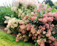 Скумпия кожевенная Янг Леди (Cotinus coggygria Young Lady)