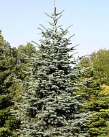 Пихта серебристая Глаука (Abies procera Glauca)