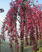 Яблоня райская Роял Бьюти (Malus Royal Beauty) Яблоня райская Роял Бьюти (Malus Royal Beauty)