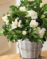 Гардения жасминовидная (Gardenia jasminoides)