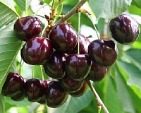Черешня Дайбера черная