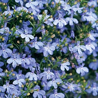 Лобелия прямостоячая Ривьера Скай Блю (Lobelia erinus Riviera Sky Blue)