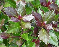 Падуб мезерва Хекенблау (Ilex meserveae Heckenblau)