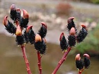 Ива тонкостолбиковая Куроме (Salix gracilistyla Kurome)