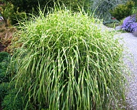 Мискантус китайский Зебринус (Miscanthus sinensis Zebrinus)