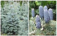 Пихта одноцветная (Abies Concolor)