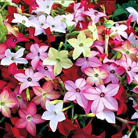 Табак душистый Сандер F1 Авалон Микс (Nicotiana alata Sander F1 Avalon Mix)