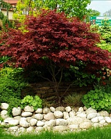 Клен пальмолистный Атропурпуреум (Acer palmatum Atropurpureum)