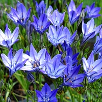 Трителея Коррина (Triteleia Corrina)