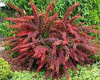Барбарис тунберга Голден Ринг (Berberis thunbergii Golden Ring)