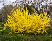 Форзиция средняя Голден Таймс (Forsythia intermedia Golden Times)