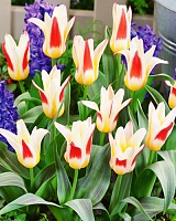 Тюльпан Greigii Johann Strauss