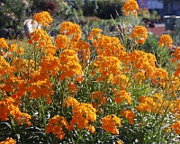 Желтушник (лакфиоль) Аллиона ((Erysimum allionii = Cheiranthus allionii) )