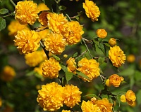 Керия японская (Kerria japonica Pleniflora)