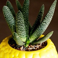 Гастерия бородавчатая  (Gasteria verrucosa)