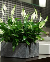 Спатифиллум Шопен (Spathiphyllum Chopin)