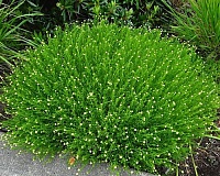 Сантолина зеленая (Santolina virens) Сантолина зеленая (Santolina virens)