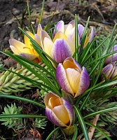 Крокус botanical Advance