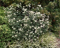 Посконник морщинистый Шоколад (Eupatorium rugosum Chocolate)