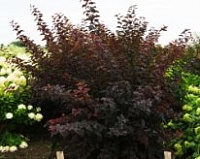 Пузыреплодник калинолистный Андре (Physocarpus opulifolius Andre)
