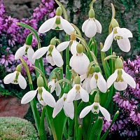 Подснежник элвиса (Galanthus elwesii) Подснежник элвиса (Galanthus elwesii)