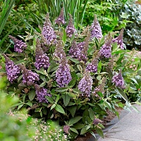 Буддлея давида Баттерфляй Кэнди Литтл Лила