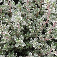 Тимьян обыкновенный Сильвер Поузи (Thymus vulgaris Silver Posie)