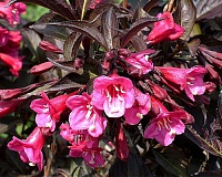 Вейгела цветущая Александра (Weigela florida Alexandra)