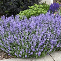 Котовник Фассена Сикс Хиллс Джайнт (Nepeta faassenii Six Hills Giant)