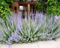 Перовския лебедолистная (Perovskia аtriplicifolia)