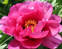 Пион древовидный Пурпурная бабочка в золоте (Paeonia suffruticosa Zi die xian jin)
