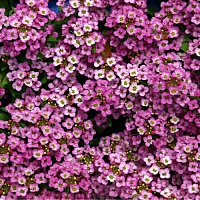 Алиссум Эстер Бонет Дип Роуз (Alyssum Easter Bonnet Deep Rose)