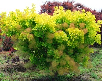 Скумпия кожевенная Голден Спирит (Cotinus coggygria Gold Spirit)
