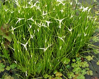 Дихромена широколистная (Dichromena latifolia)