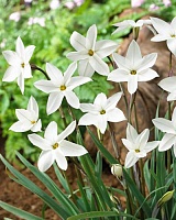 Ифейон одноцветковый (Ipheon uniflorum Alberto Castillo)