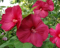 Гибискус травянистый Роберт Флеминг (Hibiscus moscheutos Robert Fleming)