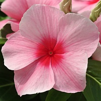 Катарантус Медитерранеан Строберри (Catharanthus Mediterranean Strawberry)