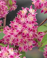 Дейция гибридная Строберри Филдс (Deutzia hybrida Strawberry Fields)