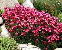 Камнеломка Арендса (Saxifraga arendsii)