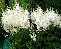 Астильба Арендса Диамант (Astilbe arendsii Diamant)