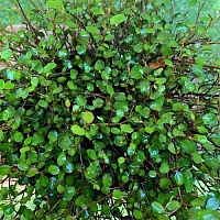 Мюленбекия австралийская