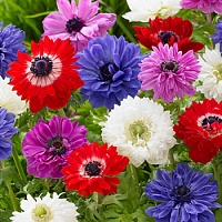Анемон махровый Микс