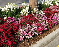 Гвоздика гибридная (Dianthus hybrida)