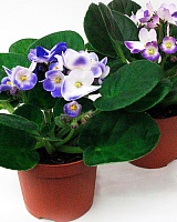 Сенполия Биколор Микс (Saintpaulia Bicolor Mix)