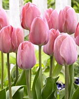 Тюльпан (дарвинов гибрид) Mystic van Eijk
