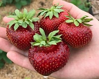 Клубника Мальвина