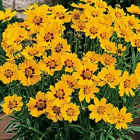 Кореопсис ланцетовидный Санберст (Sunburst)