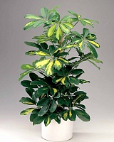 Шеффлера древовидная Голд Капелла (Schefflera arboricola Gold Capella)